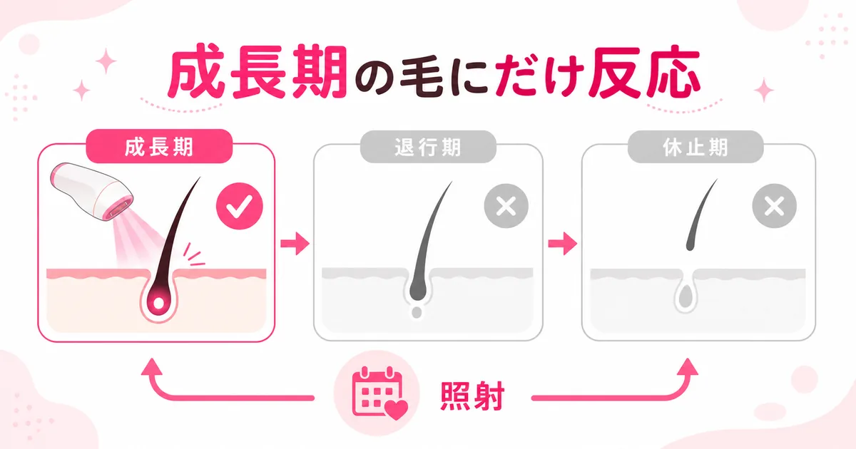 ケノンの光は毛周期の成長期の毛にだけ反応する仕組みの図