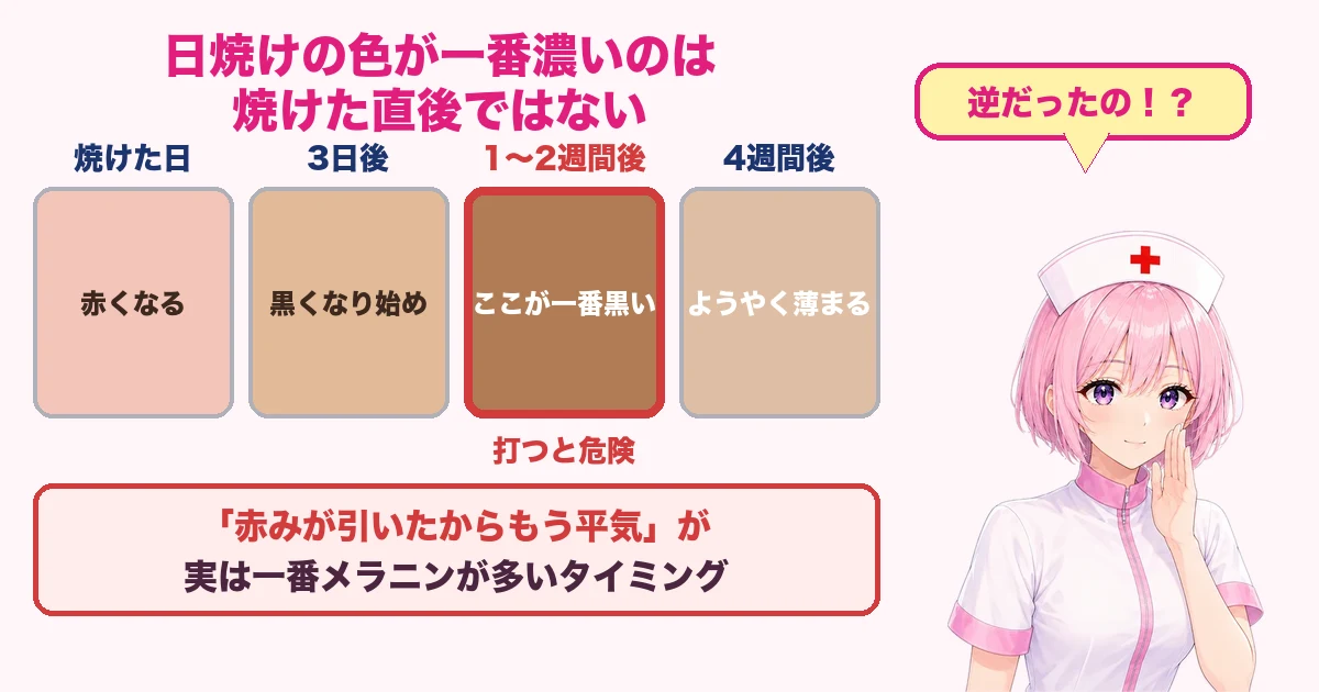 日焼けの色は1〜2週間後が一番濃いことを示す図