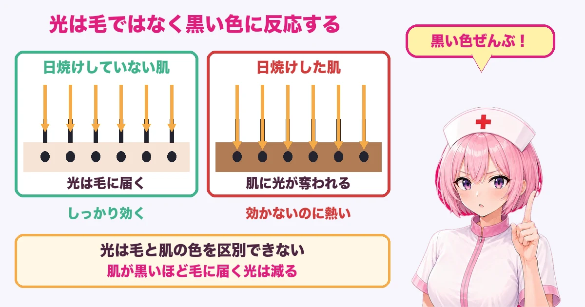光が毛ではなく黒い色に反応することを示す図
