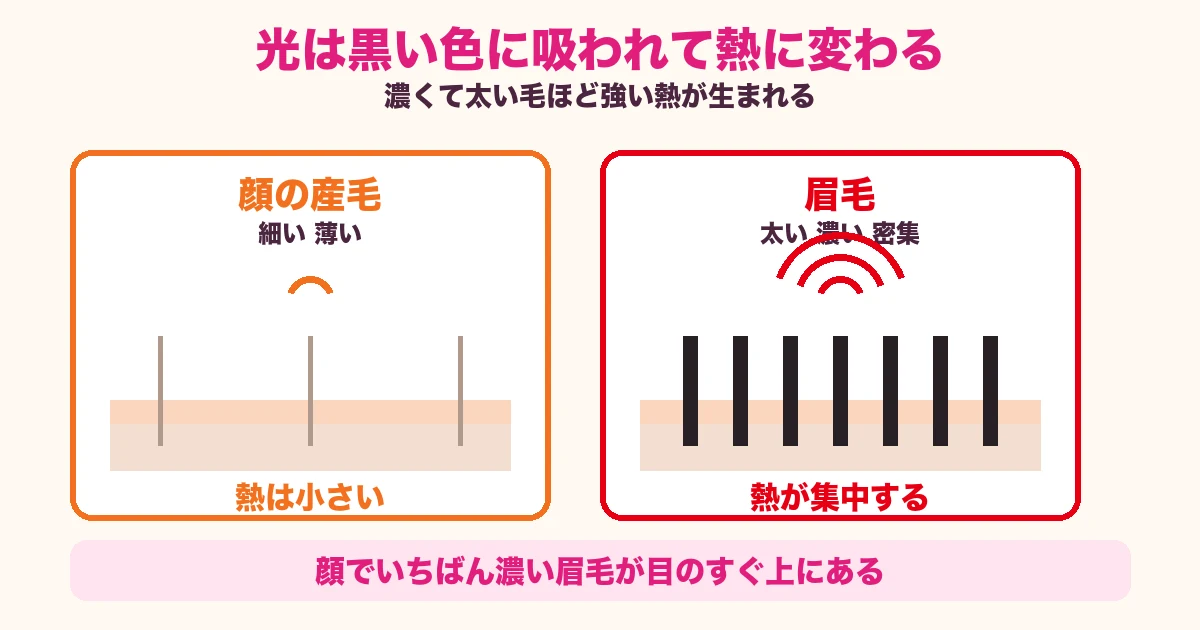 産毛と眉毛で光の反応の強さが違うことを示した図