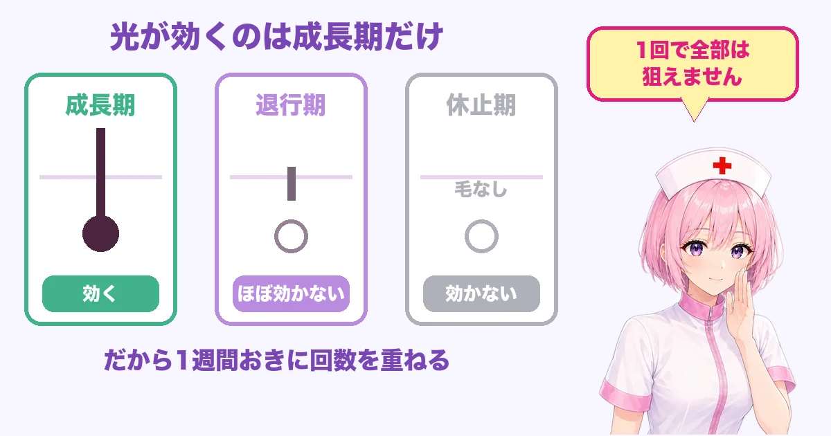 毛周期のうち成長期の毛にだけケノンの光が効くことを示した図